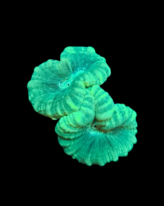 Kryptonite candy cane - Canada Aquamarine