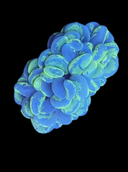 Bi-colour bubble coral WYSIWYG