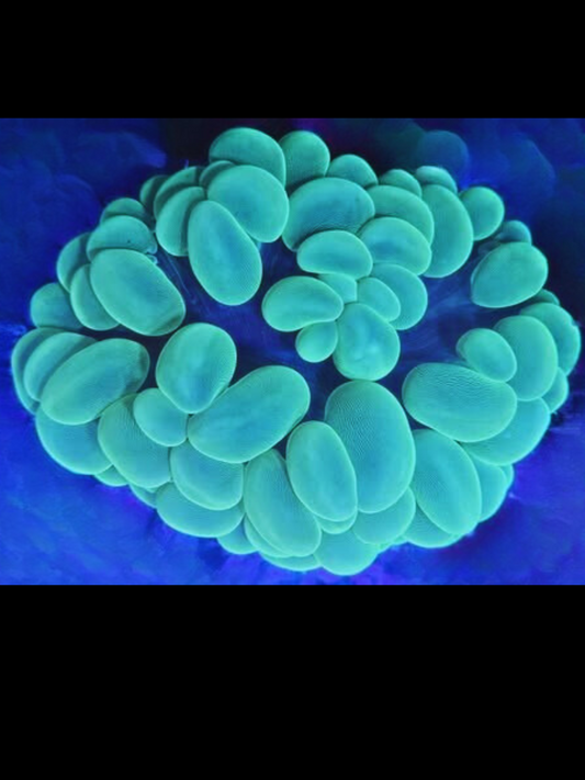 Bubble coral WYSIWYG