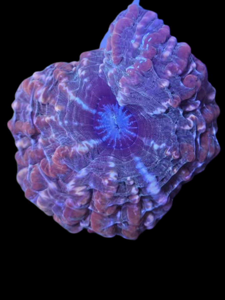 Ultra Cynarina WYSIWYG