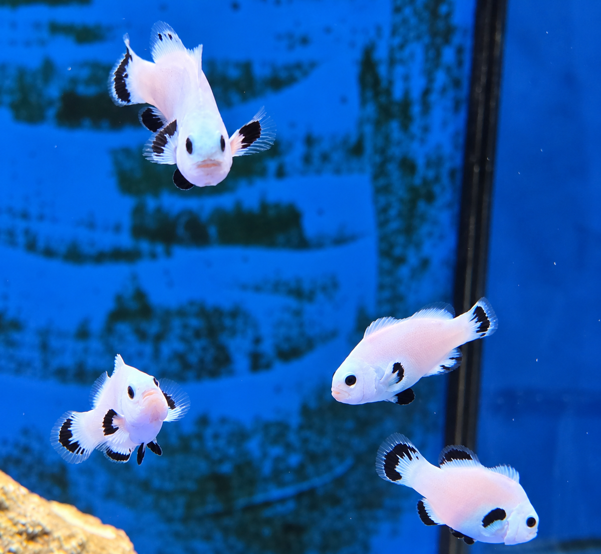 Poisson Snowstorm Ocellaris de la marque Canada Aquamarine, nageant dans un aquarium avec des couleurs vives et des coraux.
