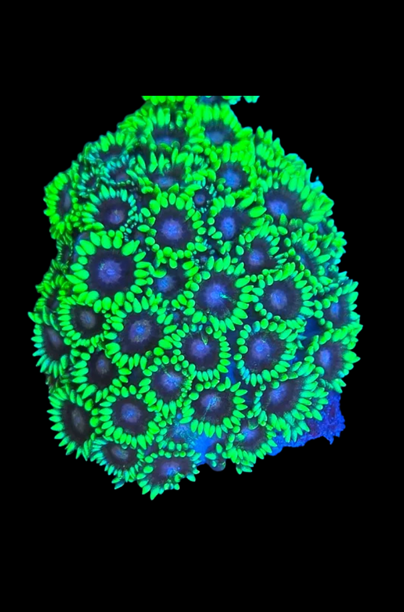 Goniopora