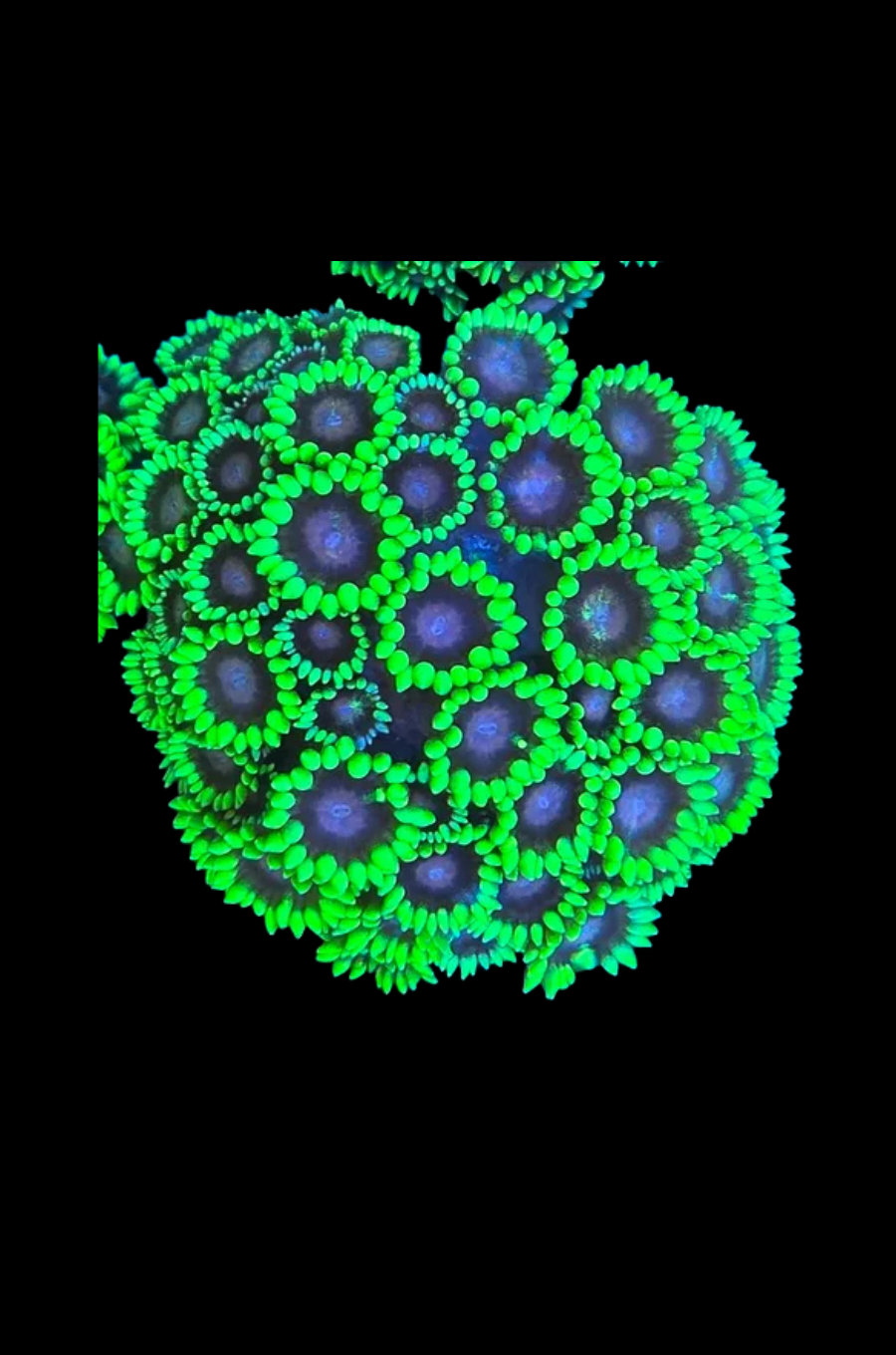 Goniopora