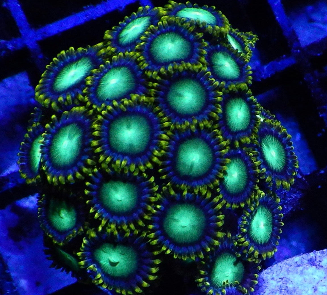 radioactive dragon eye