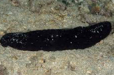 concombre de mer (varié)