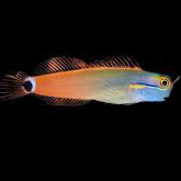 Tailspot blenny
