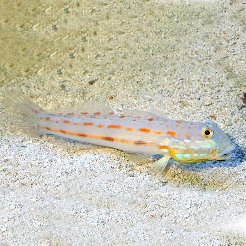 Diamond goby