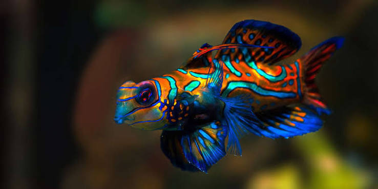 Green mandarin
