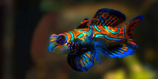 Green mandarin