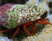 halloween hermit crab