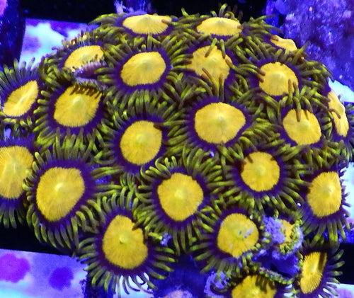 King midas zoa