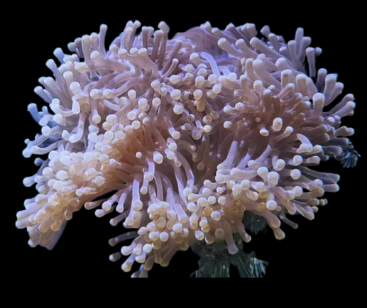 anémone Magnifica
