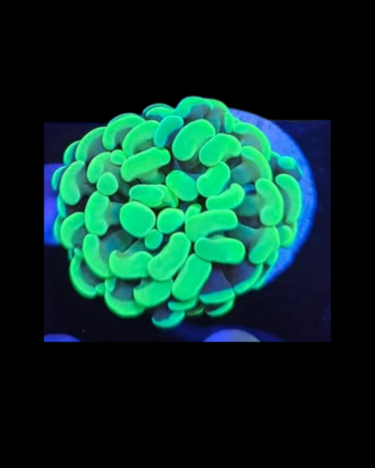 Metallic green hammer - Canada Aquamarine