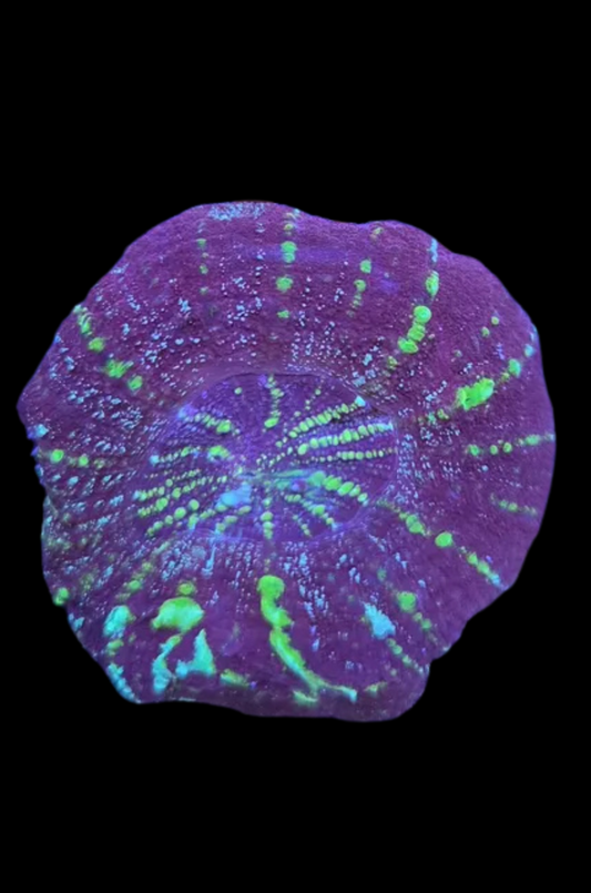 Corail vivant Micromussa Pacifica de la marque MB Coraux, avec des couleurs vives et une structure détaillée.