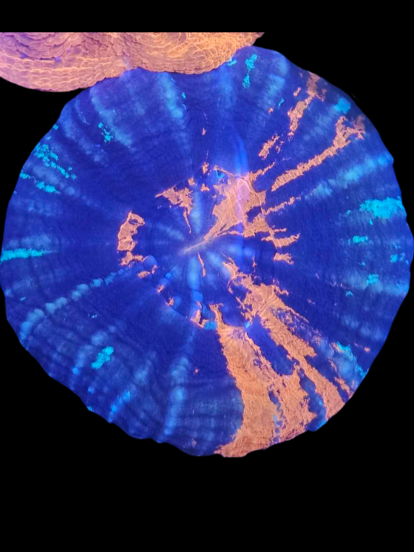 war paint scolymia