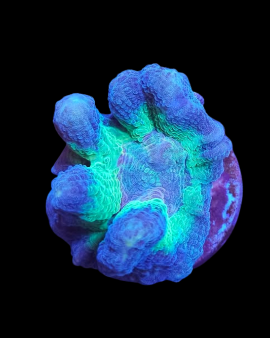 Pectinia - Canada Aquamarine