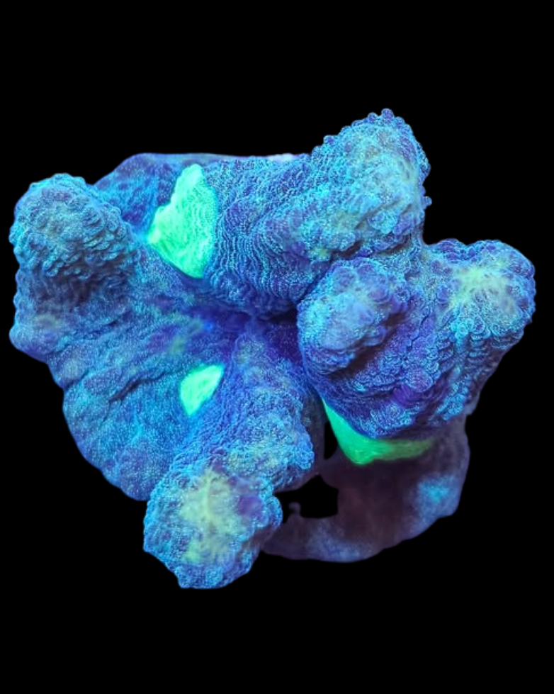 Pectinia - Canada Aquamarine