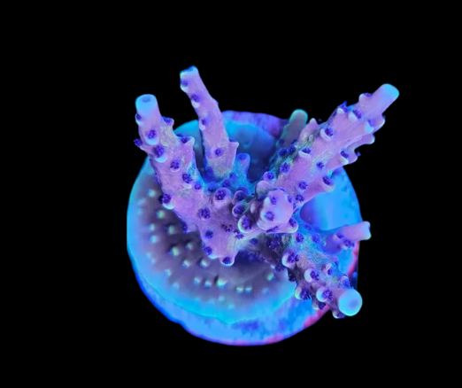 acropora pink cadillac