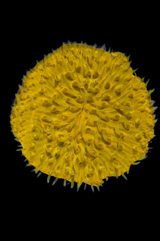 Corail en plaque vivant de la marque Canada Aquamarine, montrant ses textures et couleurs naturelles en image.