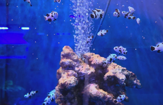 Black storm ocellaris