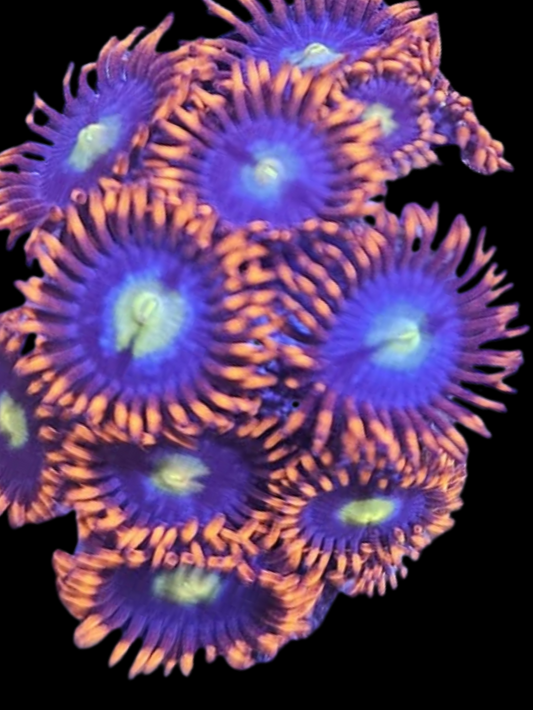Punk rocker zoa