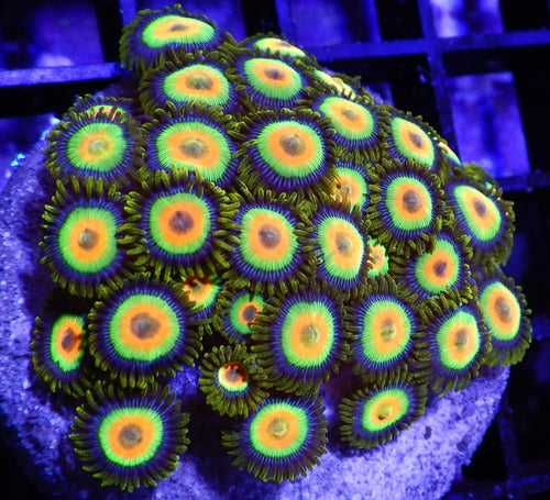 Rasta zoa