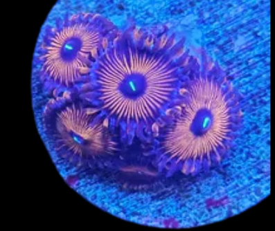 Red people eater zoa (4-5 polypes)