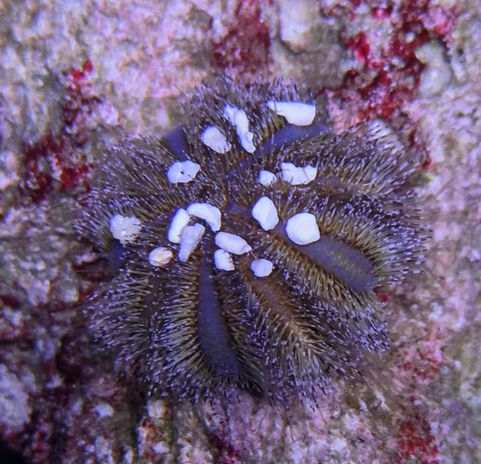 Our tuxedo oursin de Canada Aquamarine, montrant ses piquants noirs et blancs distinctifs sur un fond marin.