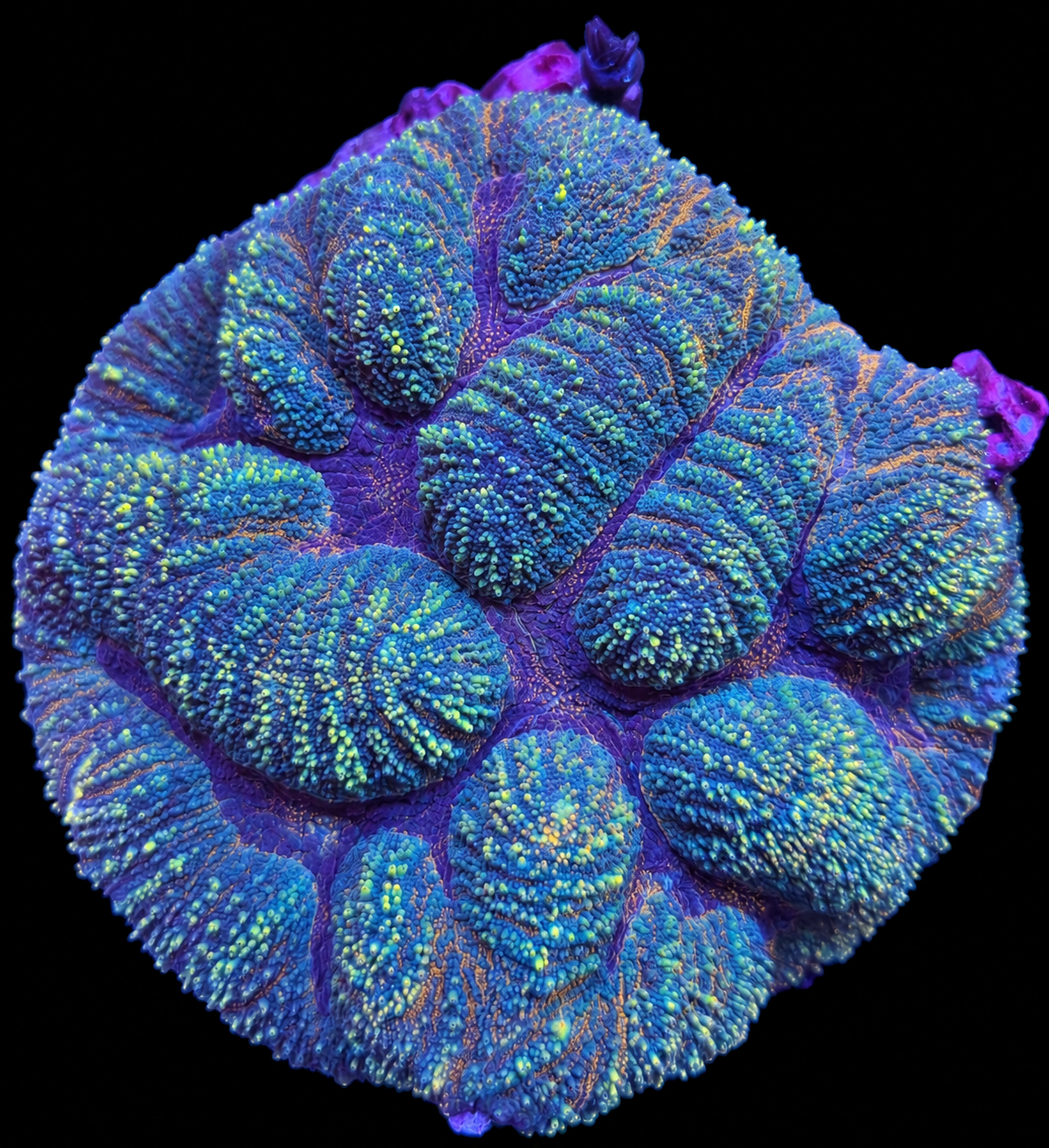 Lobophyllia WYSIWYG