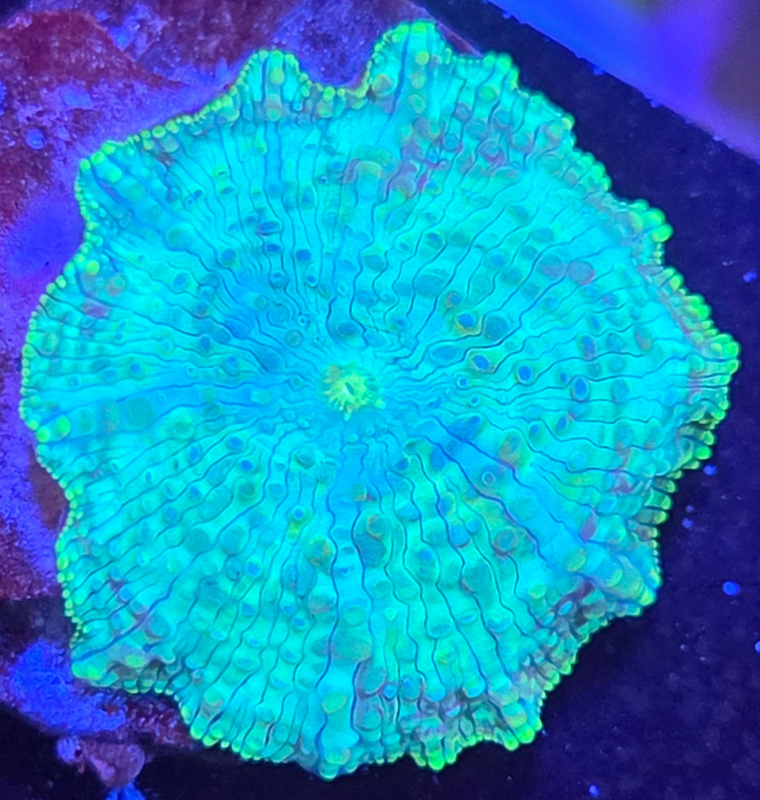 Green Discosoma mushroom (small)