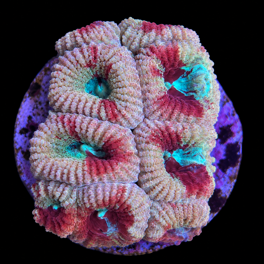 Corail vivant Cherry Blossom Favia de la marque MB Coraux, avec ses branches colorées et détails fins.