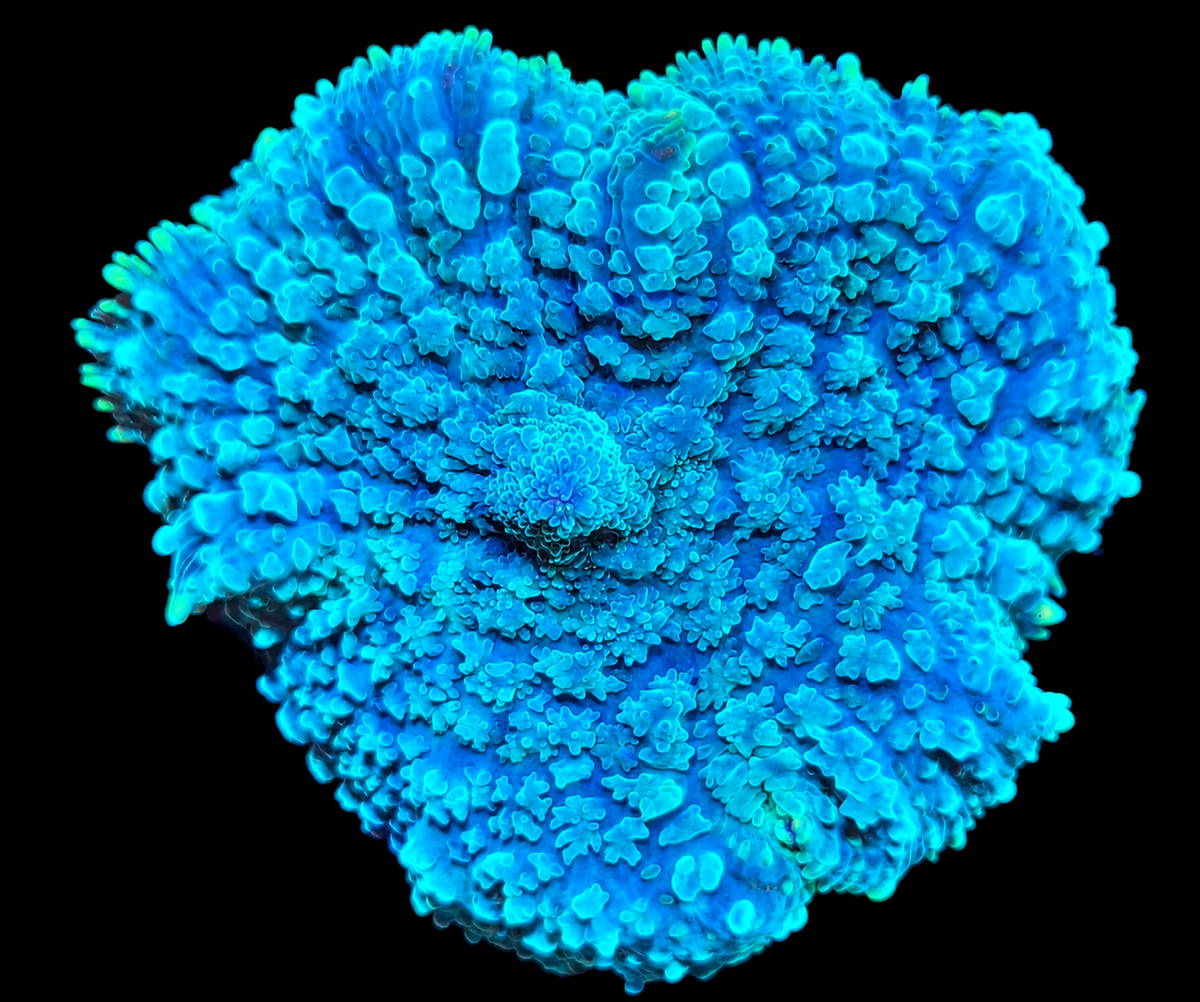 Rhodactis vert
