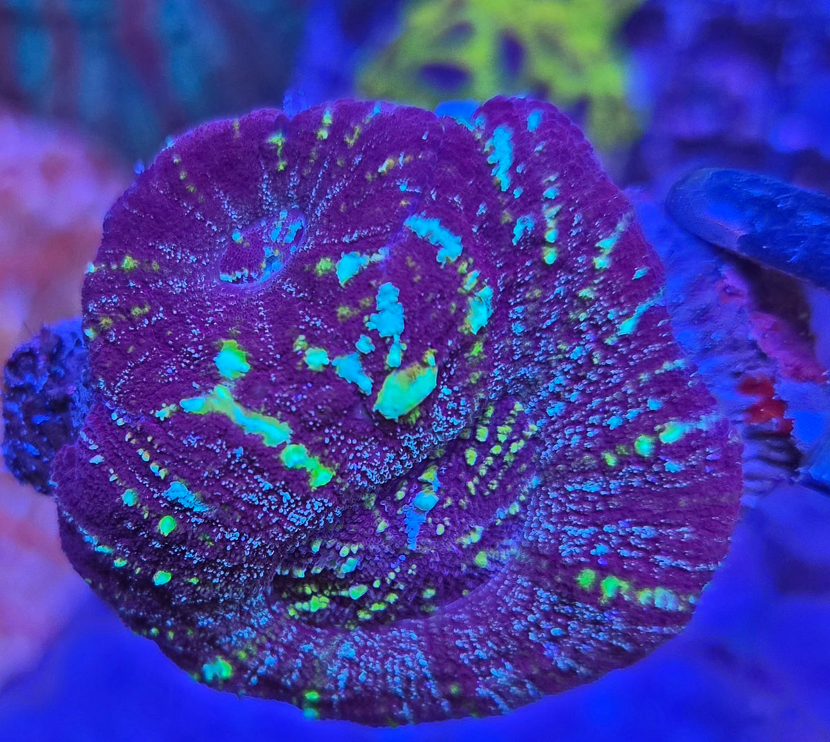 Micromussa Pacifica WYSIWYG