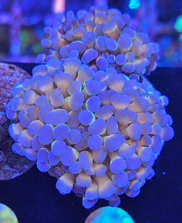 Hammer