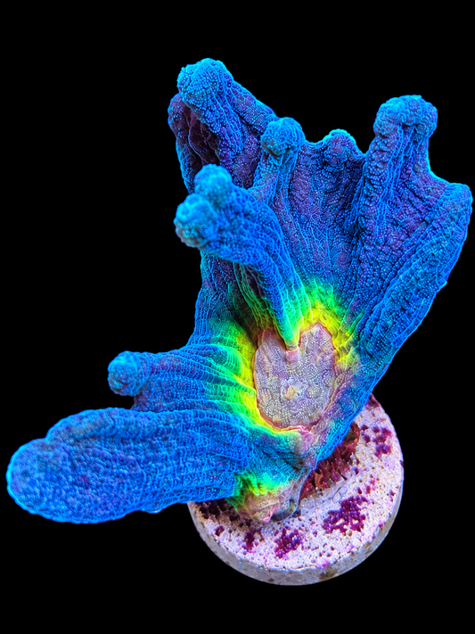 Corail vivant Pectinia Rainbow de la marque Canada Aquamarine avec couleurs vives et détail de la structure.
