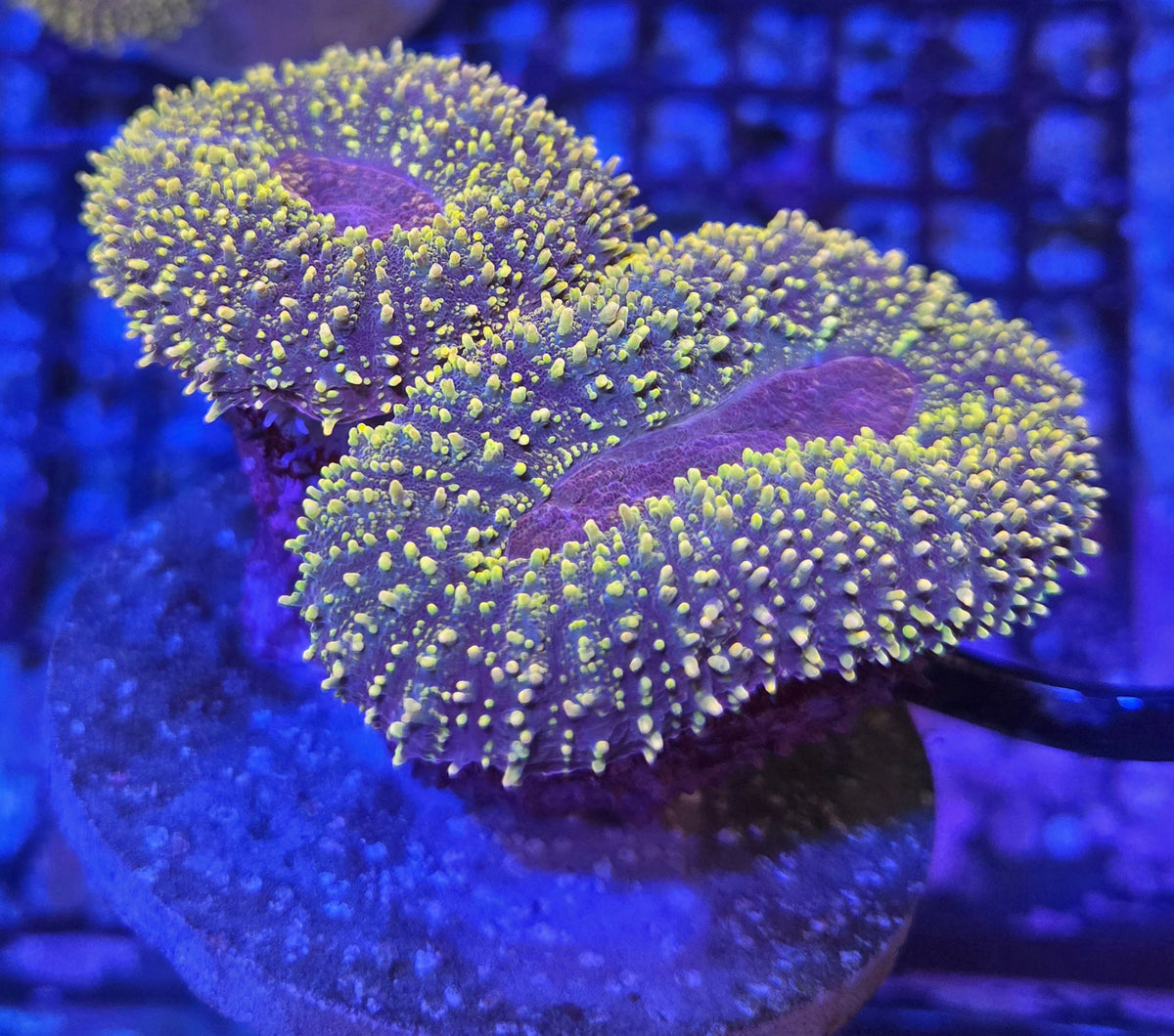 Lobophyllia branchée large vivante de la marque Canada Aquamarine, corail coloré avec des branches épaisses et une texture détaillée.