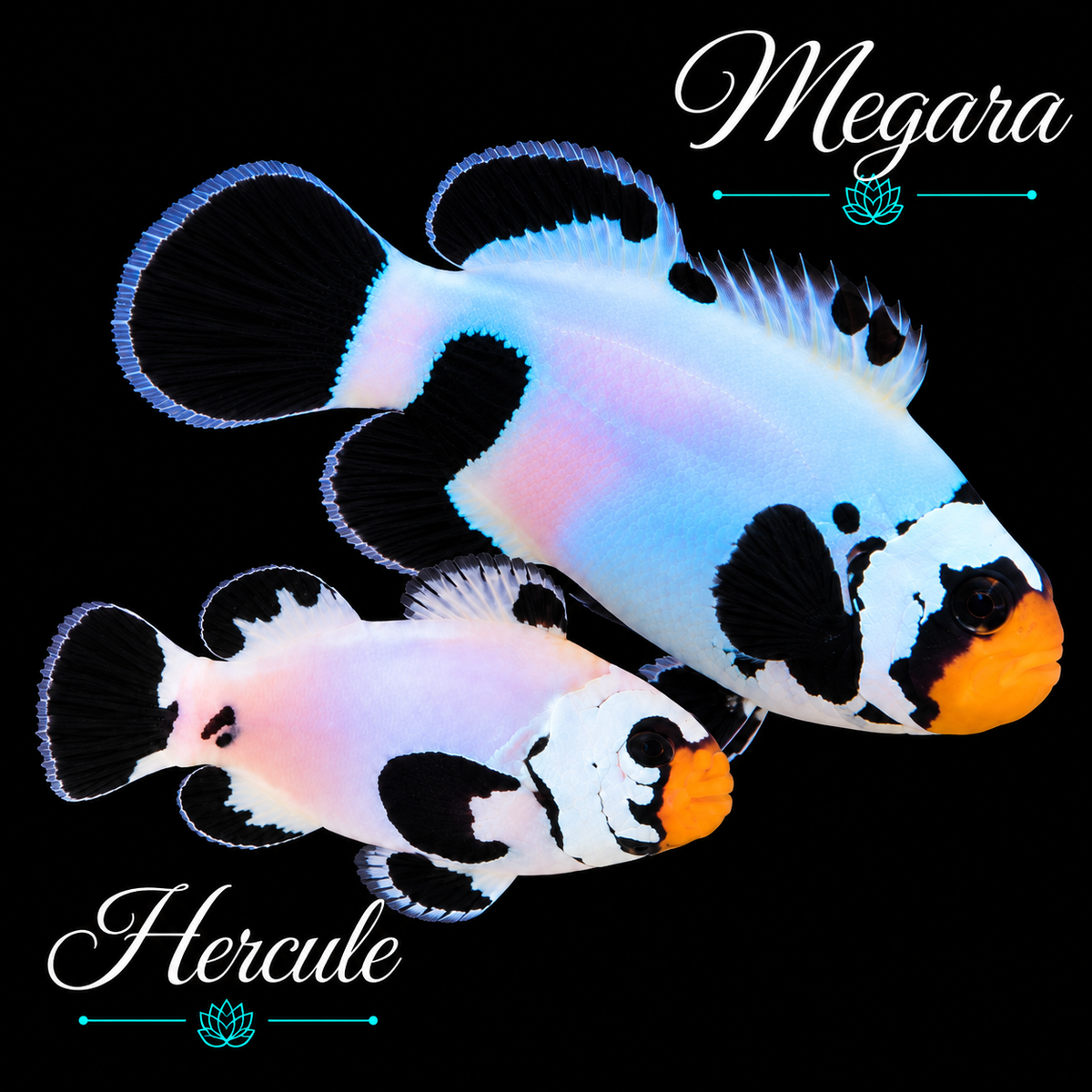 Megara & Hercule