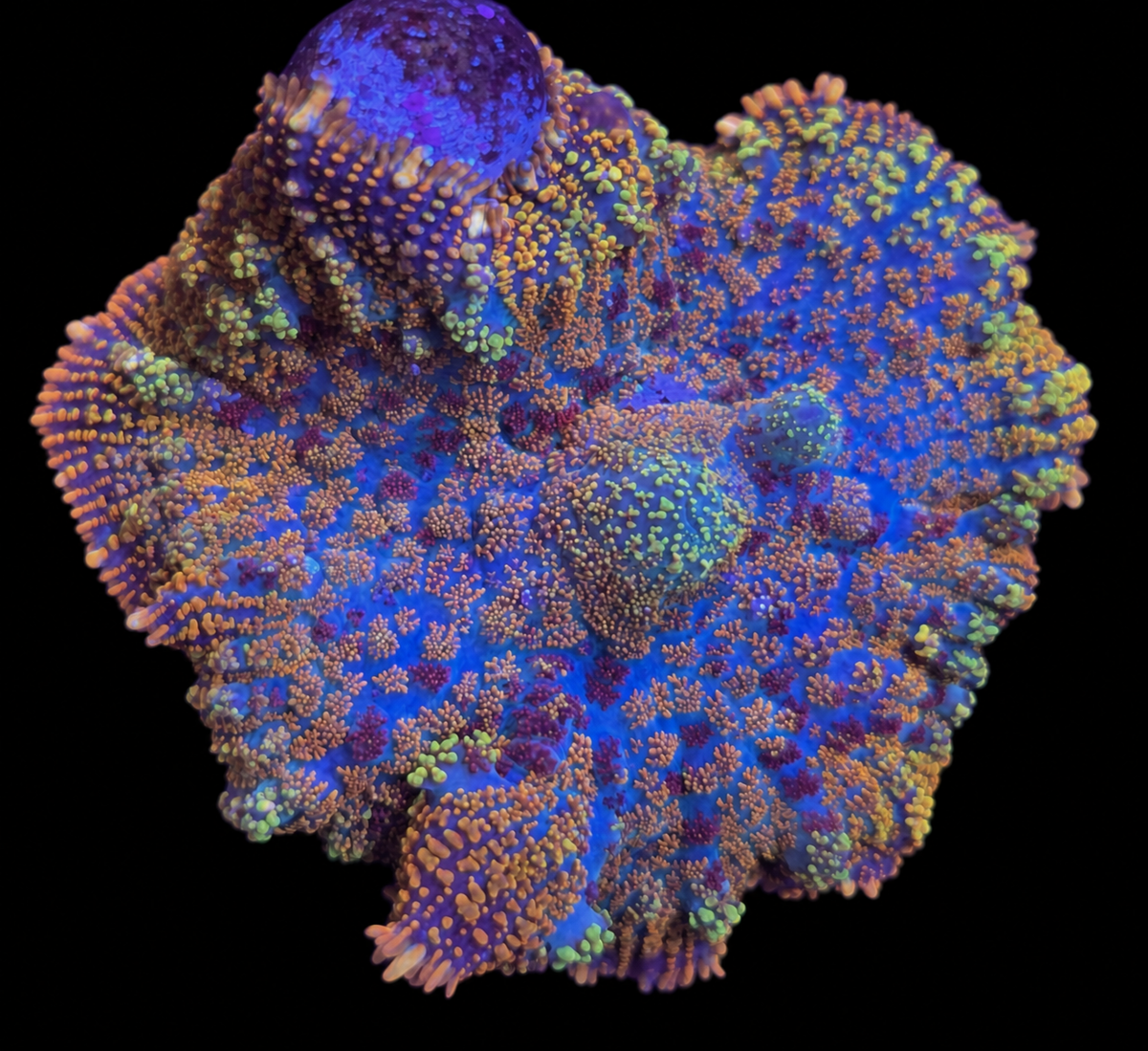 Maui wowi rhodactis mushroom