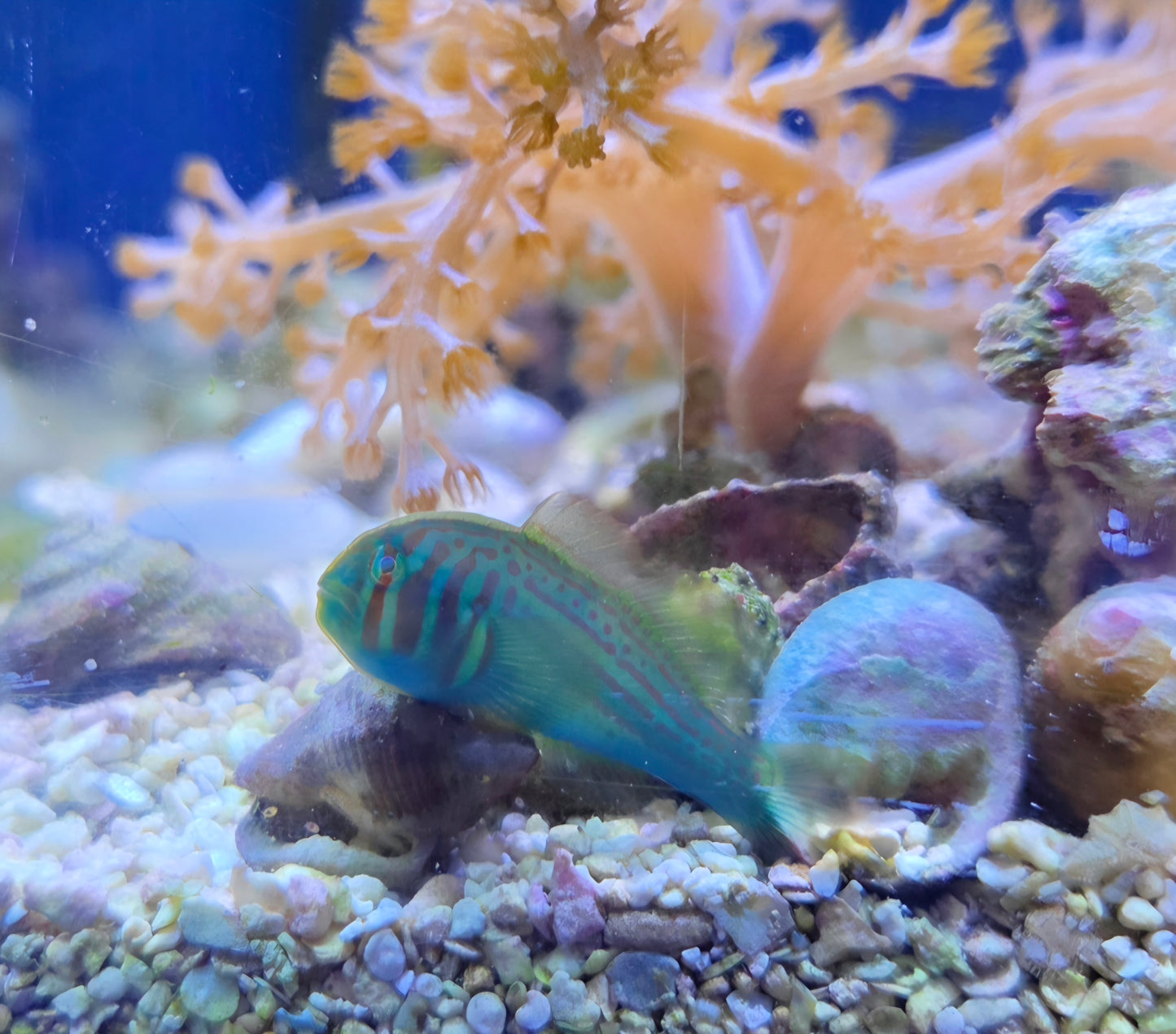 Red and green clown goby