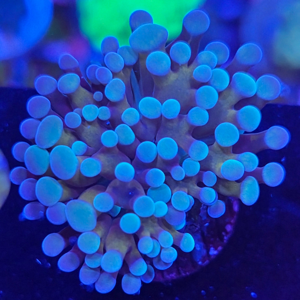 Grape euphellia