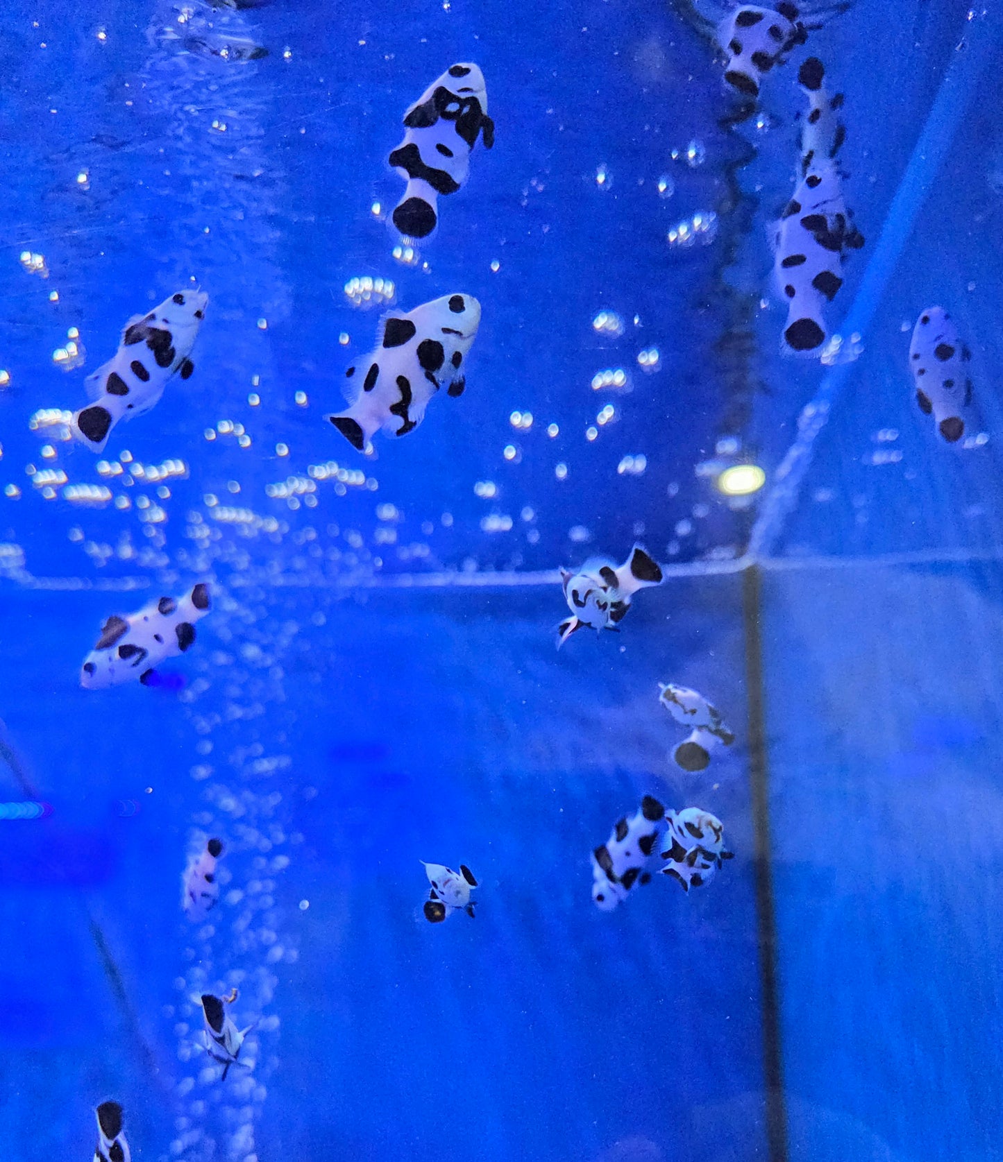 Black storm ocellaris