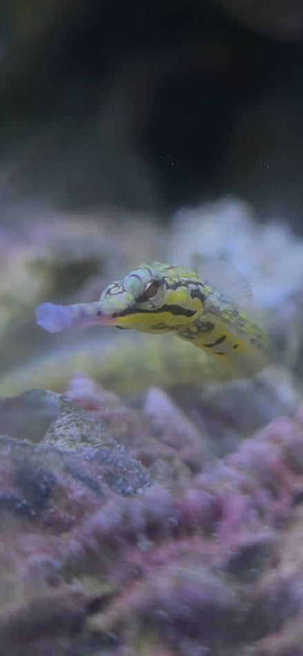Dragon face pipefish