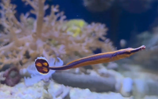 Blue striped pipefish