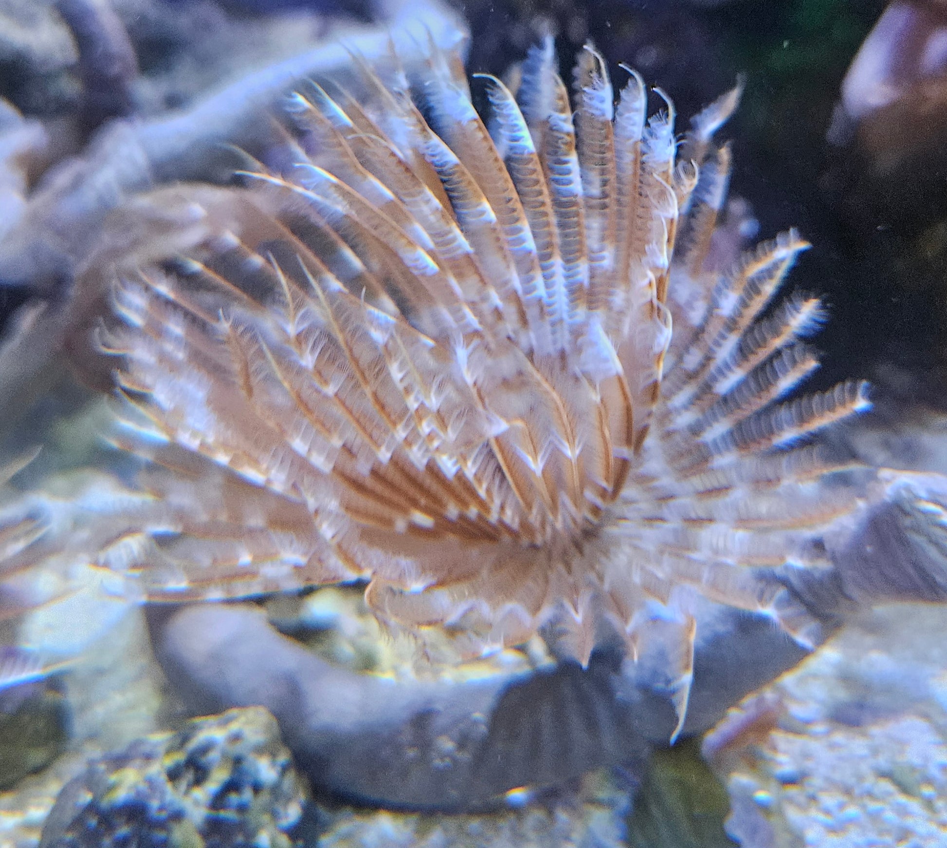 Pinceau plumeau Vivant de MB Coraux avec des plumes blanches pour le nettoyage délicat des aquariums.