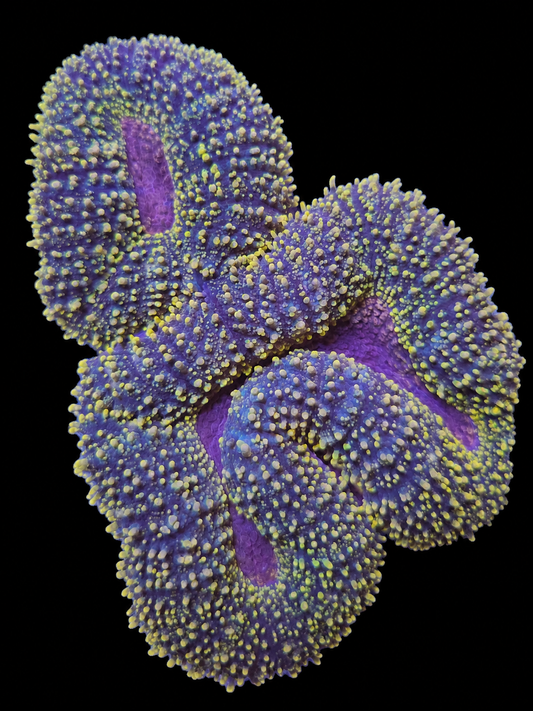 Branching lobophyllia large WYSIWYG