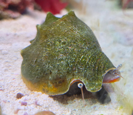 Coquille Fighting Conch de Canada Aquamarine avec surface texturée et couleurs naturelles beige et rose pâle.