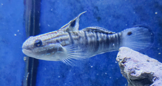 Bullet goby