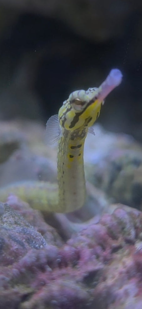 Dragon face pipefish
