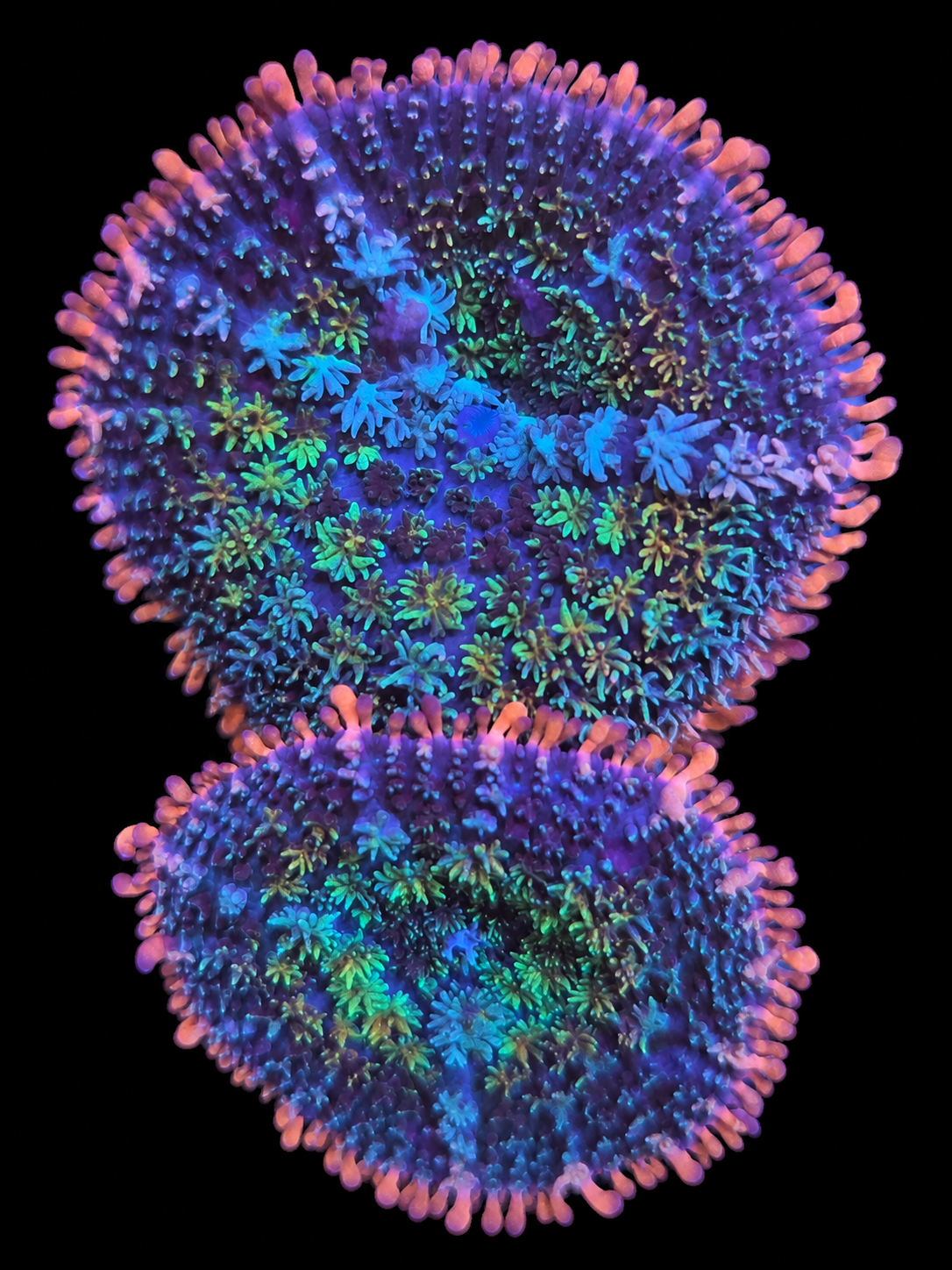 Frankenstein mushroom