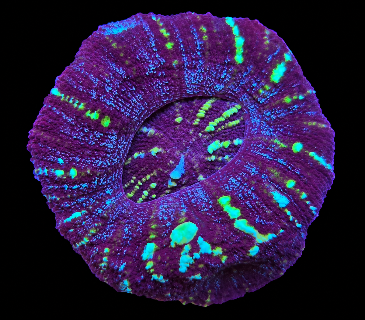 Micromussa Pacifica WYSIWYG